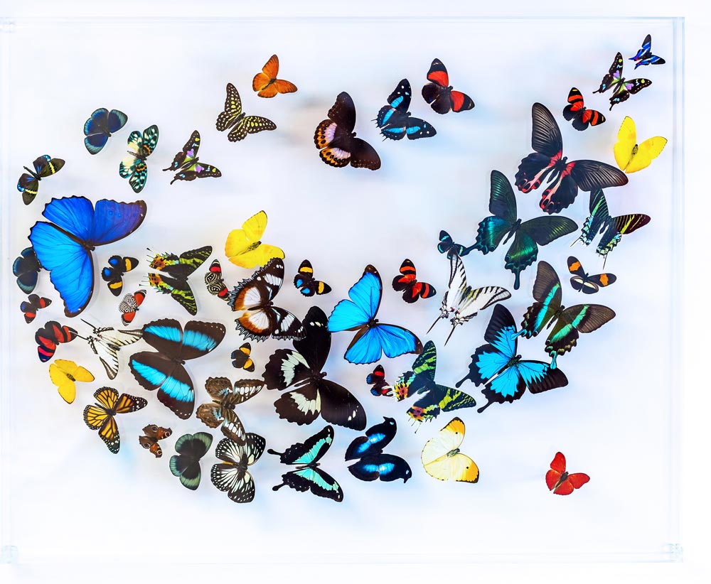Stephen Albaranes, Butterfly Gallery