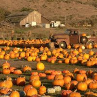 Pumpkin patch with old truck and barn